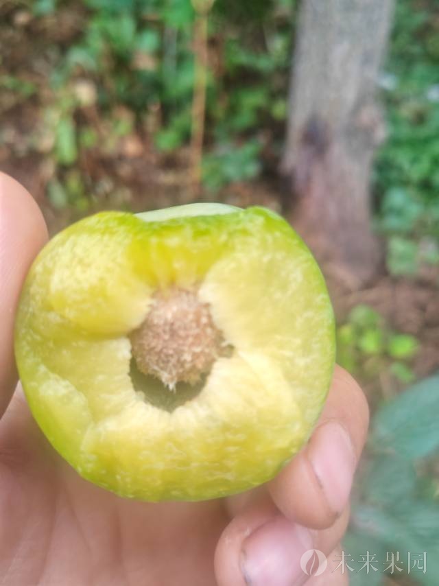 成熟时间七月上旬