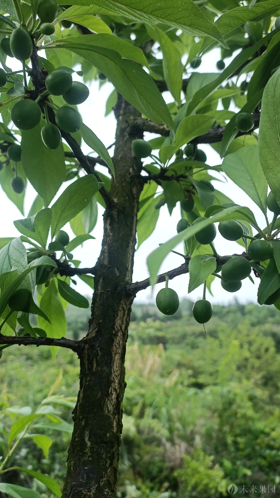 刘庆齐脆李种植家庭果园