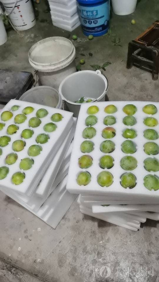 果品优质