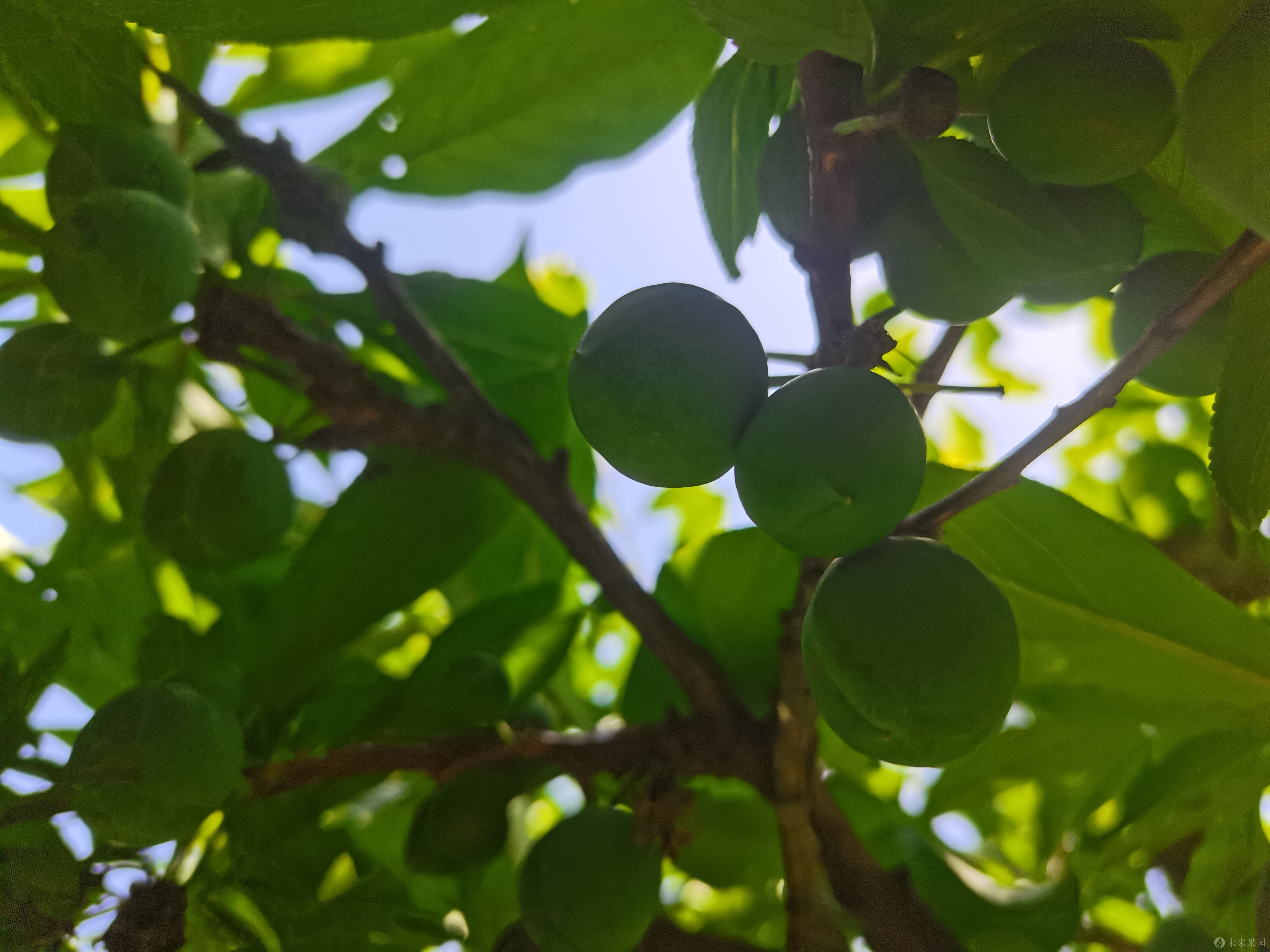 王开福脆李家庭果园