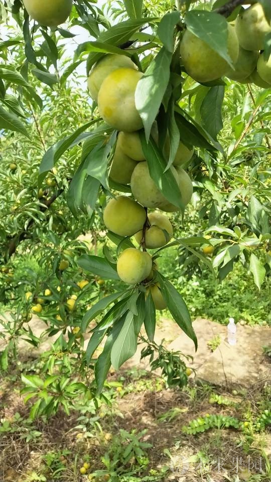正宗巫山脆李，早中晚熟品种均有。