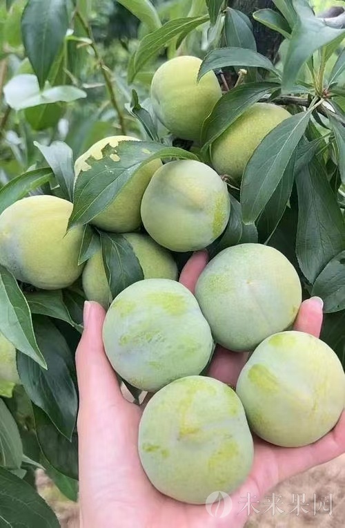 巫山脆李，看三溪，果肉翠绿，淡黄值得品尝