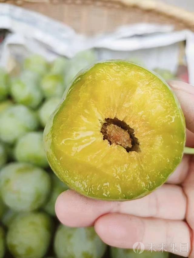 黄心中熟