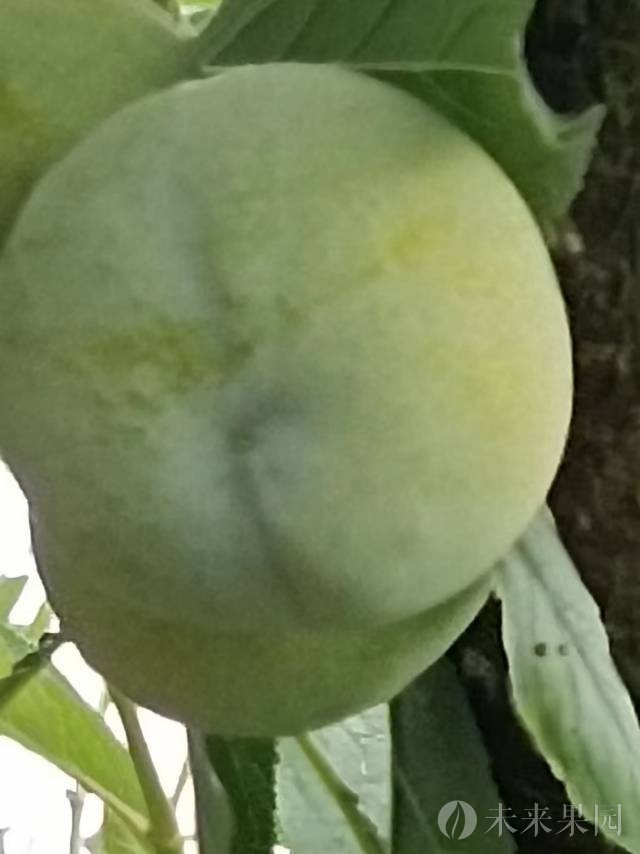 巫山县碧富脆李种植场