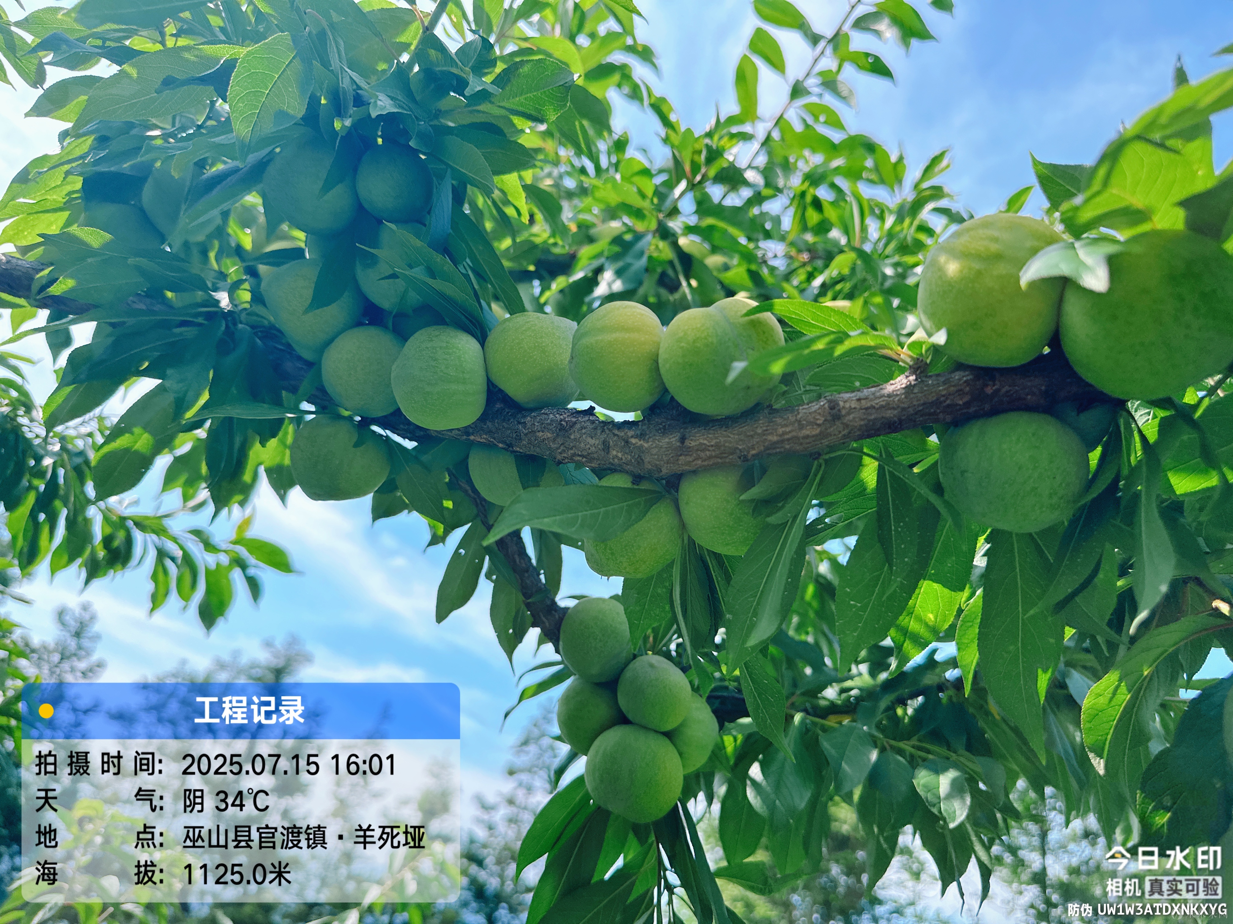 黄肉