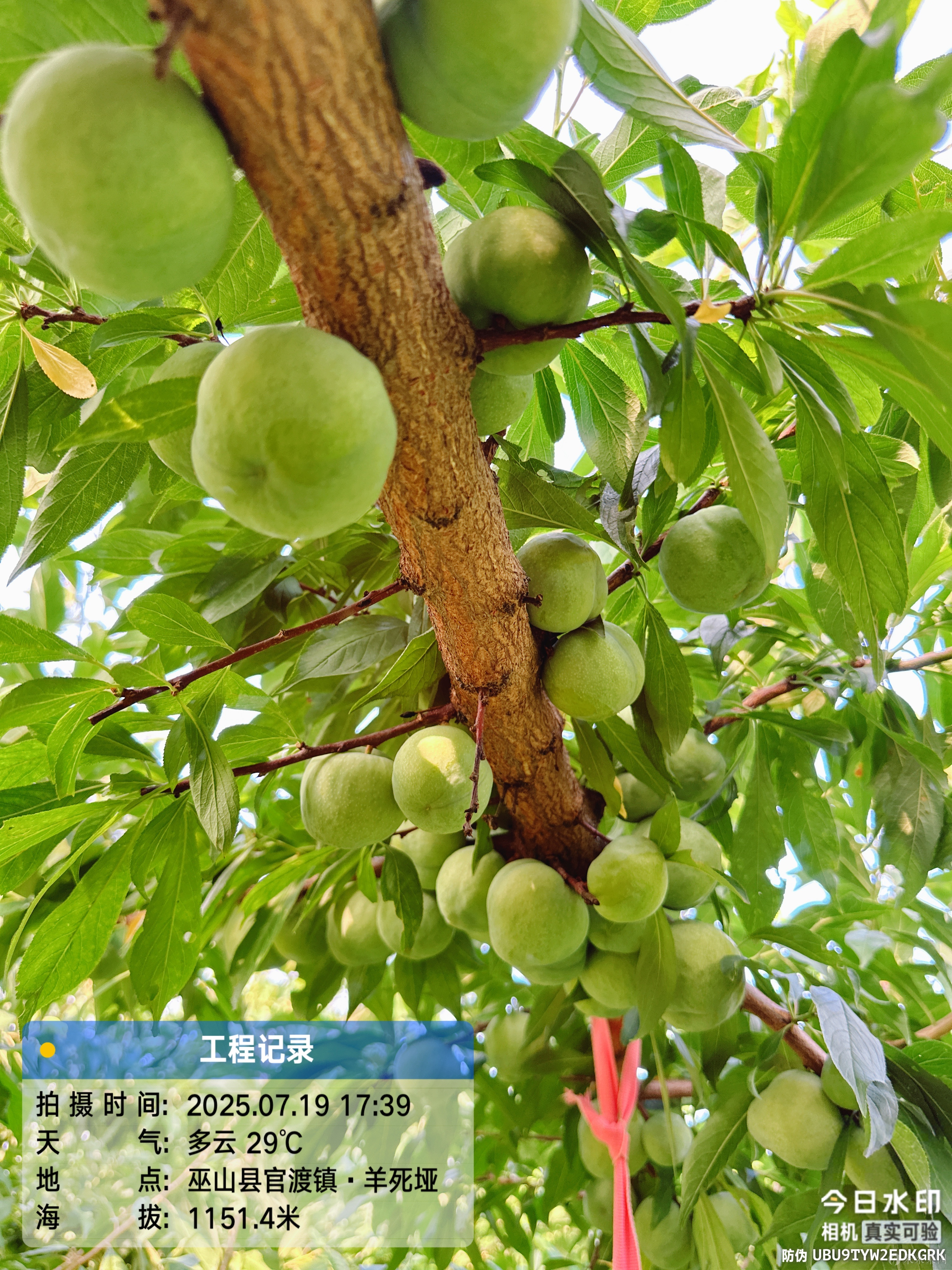 官渡二台村35-60，黄皮黄肉脆李5万斤，还有15天可以上市了，有意可实地看果，联系电话： 15202310388