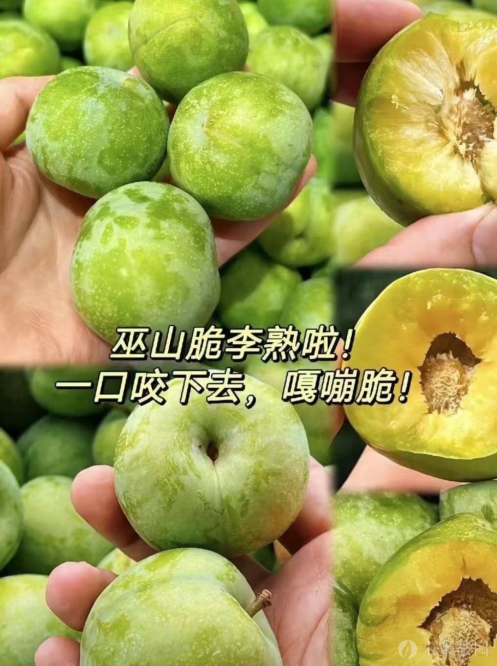 巫山县福田镇双塘村股份经济合作联合社
