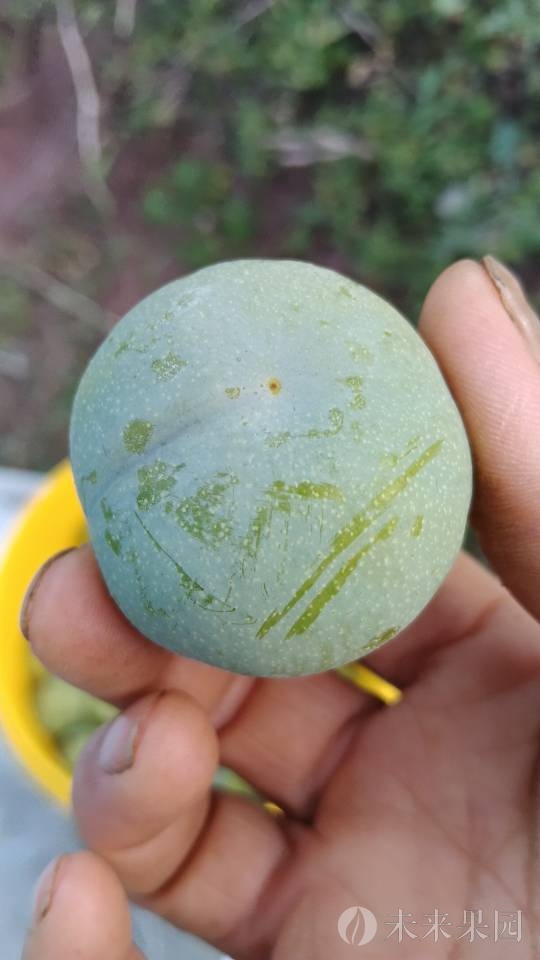 大果脆甜