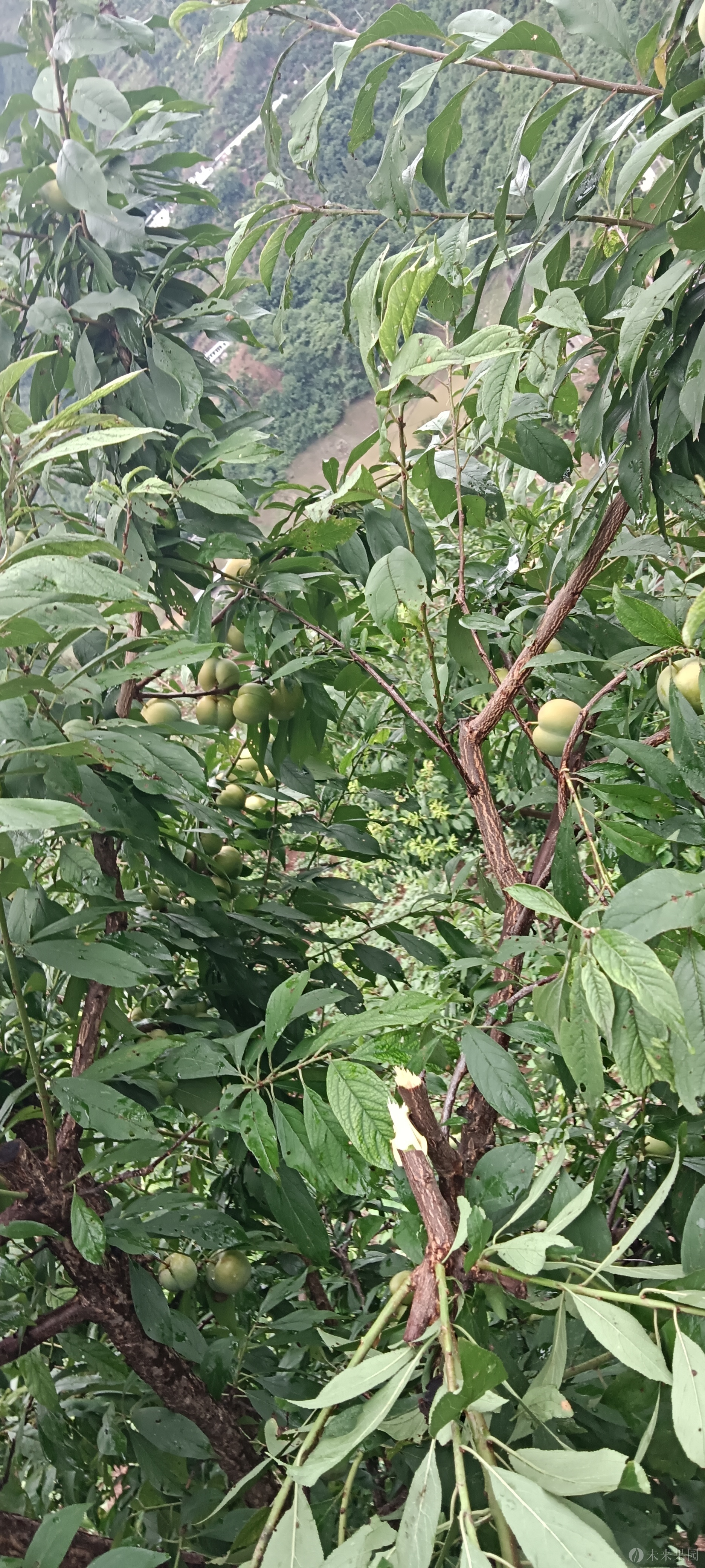 晚熟青皮黄肉