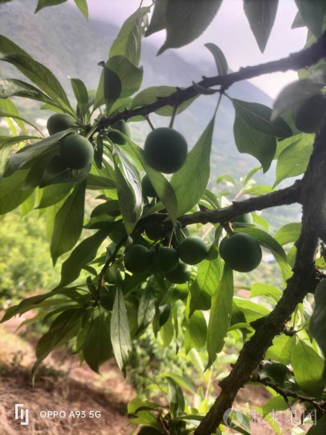 中熟青皮黄肉