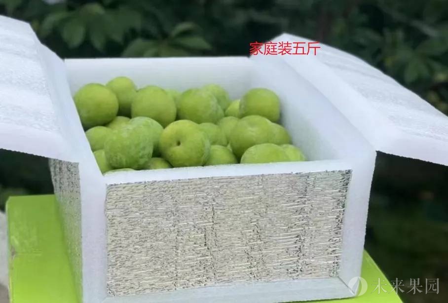 5斤普通装