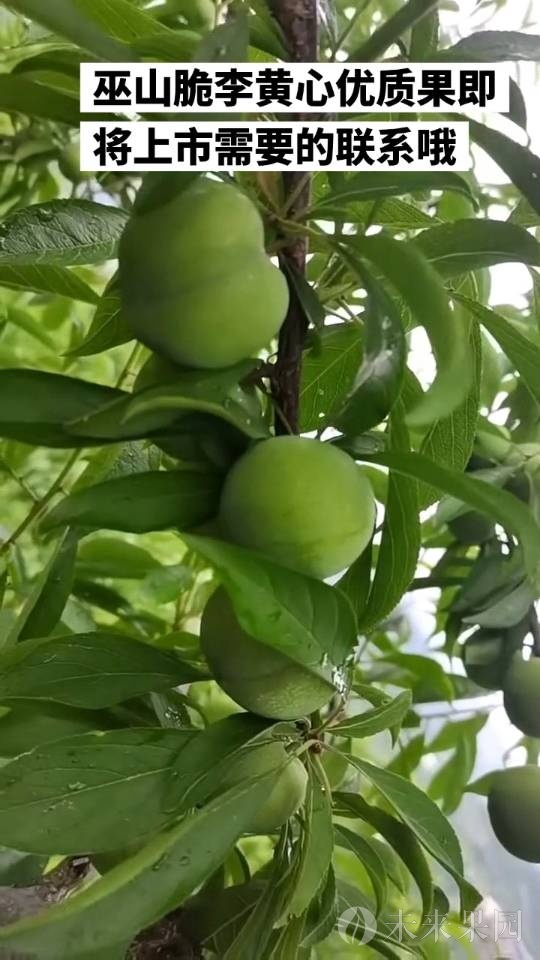 果园不打除草剂，礼盒5斤装规格，承诺无农药残留。坏果包赔。