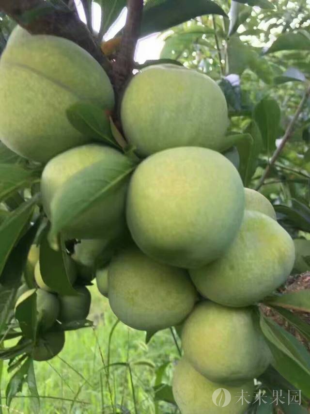 重庆之内