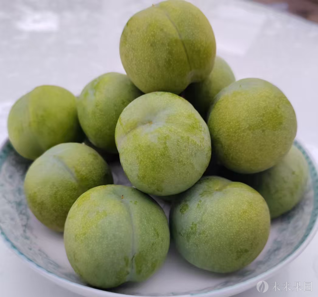 巫山脆李（黄心）线下定园批发价