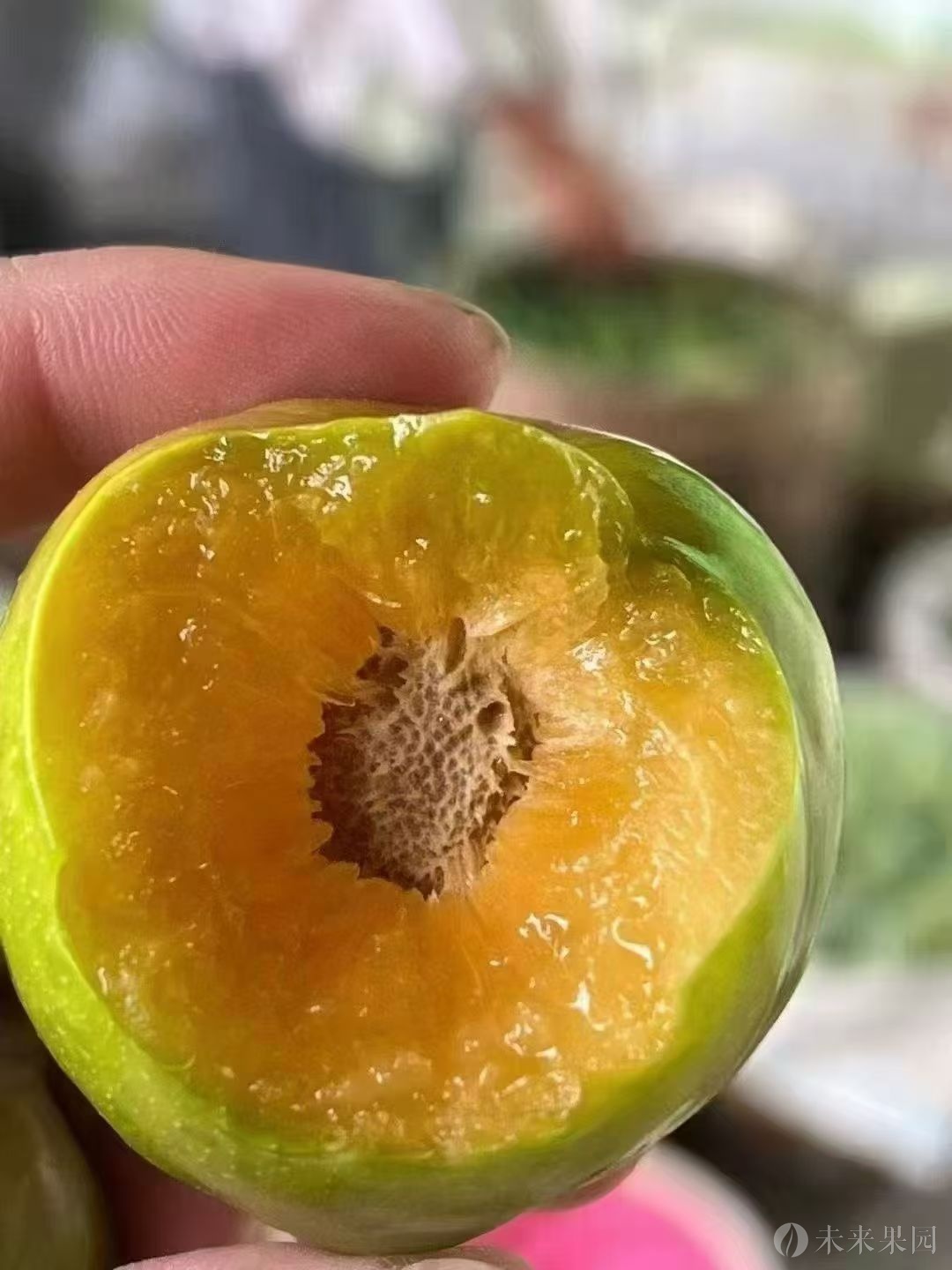 48枚特大果